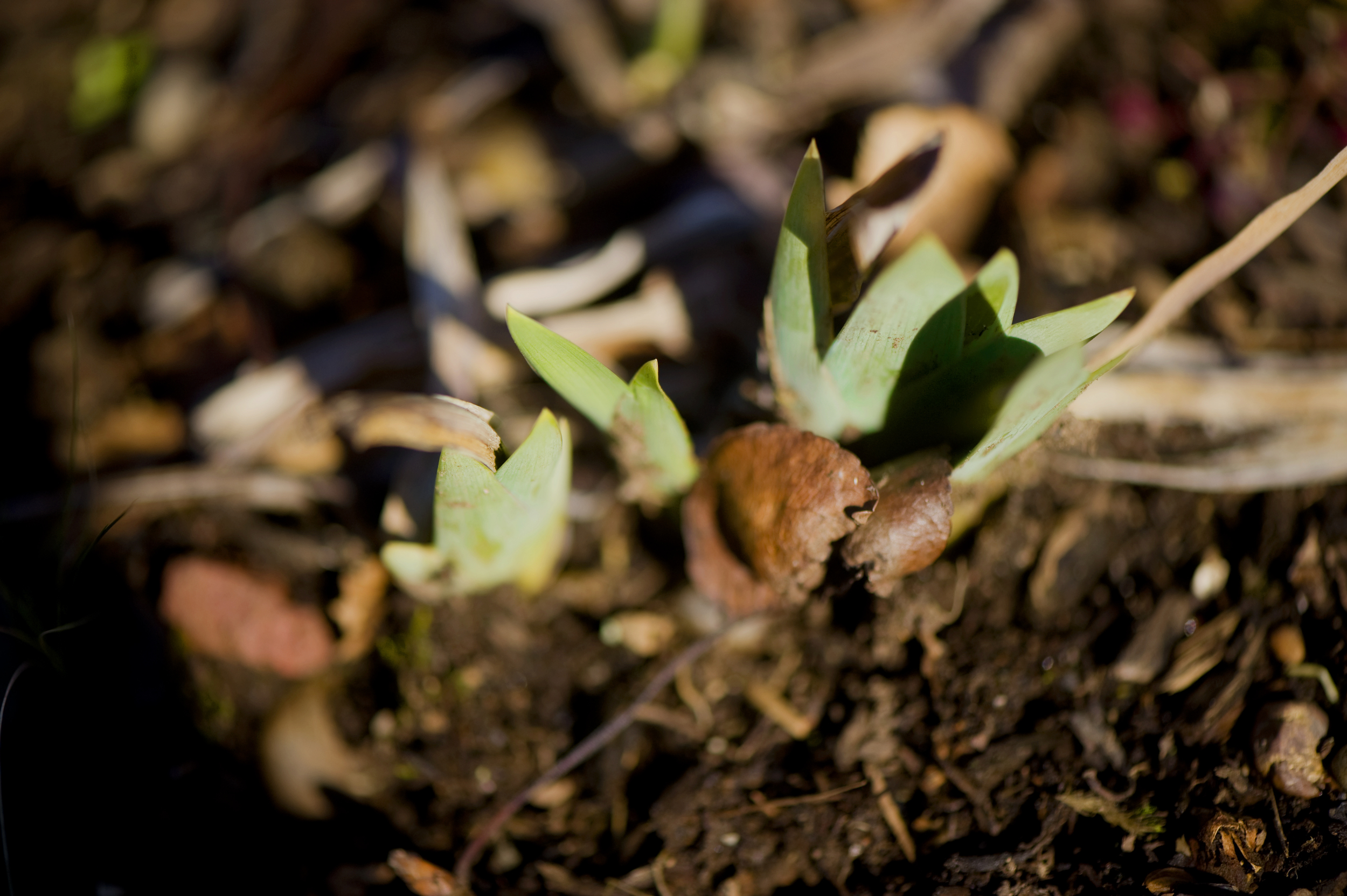 Iris buds in Portland