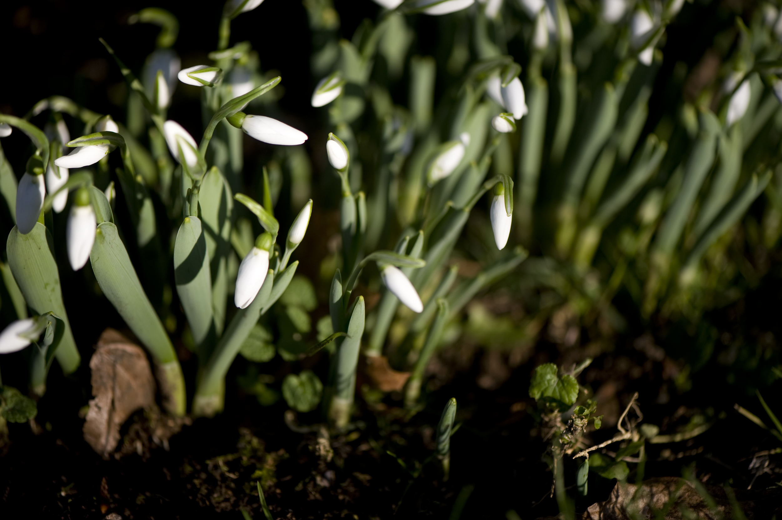 white crocus in Portland